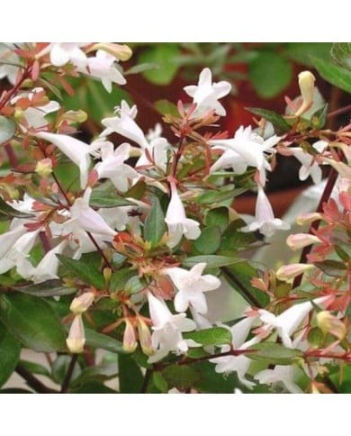 Abelia grandiflora - fleurs