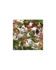 Abelia grandiflora - fleurs