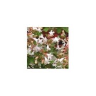 Abelia grandiflora - fleurs