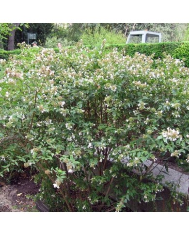Abelia x grandiflora - Arbuste en fleurs (Bri Weldon)