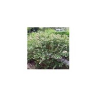 Abelia x grandiflora - Arbuste en fleurs (Bri Weldon)
