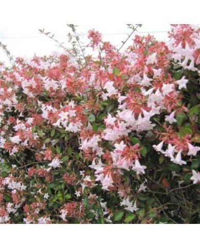 Abelia grandiflora - haie
