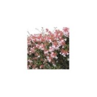 Abelia grandiflora - haie