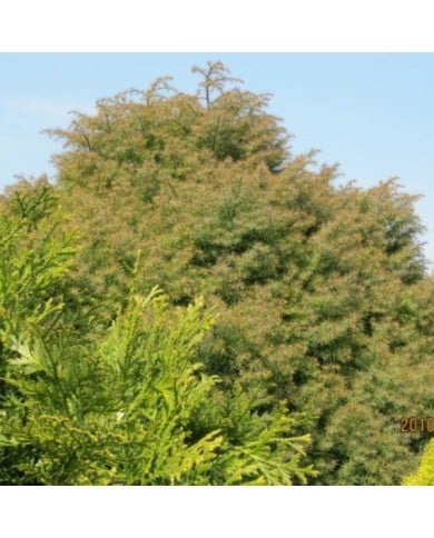 Cèdre du Japon 'Elegans Viridis' - Cryptomeria japonica ( Leonora (Ellie) Enking )