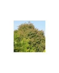 Cèdre du Japon 'Elegans Viridis' - Cryptomeria japonica ( Leonora (Ellie) Enking )