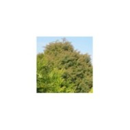 Cèdre du Japon 'Elegans Viridis' - Cryptomeria japonica ( Leonora (Ellie) Enking )