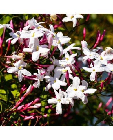 Jasmin blanc de printemps