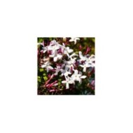 Jasmin blanc de printemps