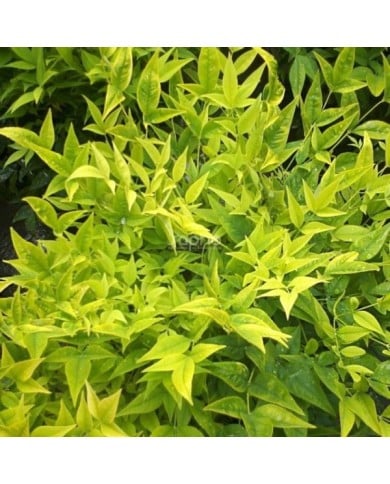 Nandina domestica MAGICAL® Lemon-Lime 'Lemlim' (c)Sapho
