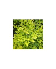 Nandina domestica MAGICAL® Lemon-Lime 'Lemlim' (c)Sapho
