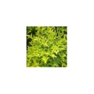 Nandina domestica MAGICAL® Lemon-Lime 'Lemlim' (c)Sapho
