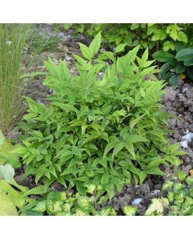 Nandina domestica MAGICAL® Lemon-Lime 'Lemlim' (c)Sapho