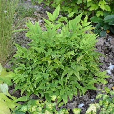 Nandina domestica MAGICAL® Lemon-Lime 'Lemlim' (c)Sapho