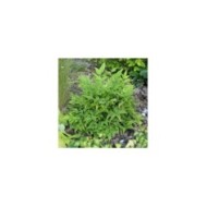 Nandina domestica MAGICAL® Lemon-Lime 'Lemlim' (c)Sapho