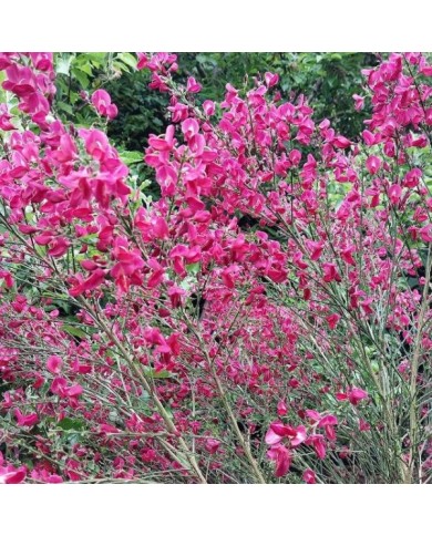 Cytise 'Boskoop Ruby' (Cytisus scoparius) (John Malone / flickr.com)