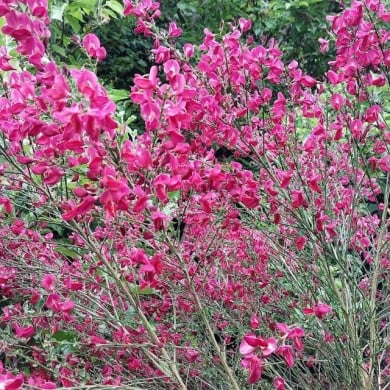 Cytise 'Boskoop Ruby' (Cytisus scoparius) (John Malone / flickr.com)