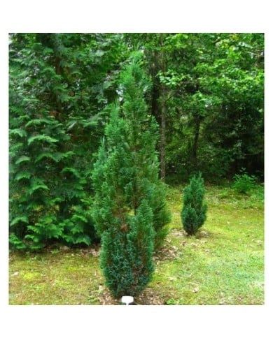 Faux cyprès de lawson 'Ellwoodii' (Chamaecyparis lawsoniana) (Athantor / wikimedia.org)