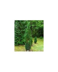 Faux cyprès de lawson 'Ellwoodii' (Chamaecyparis lawsoniana) (Athantor / wikimedia.org)