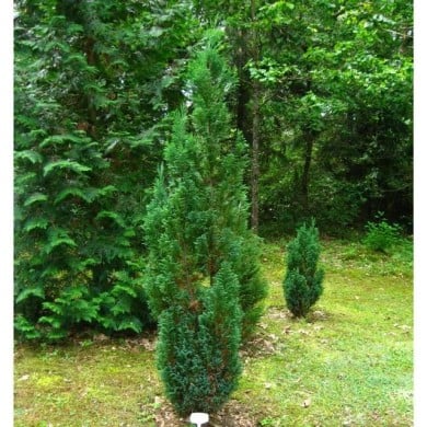 Faux cyprès de lawson 'Ellwoodii' (Chamaecyparis lawsoniana) (Athantor / wikimedia.org)