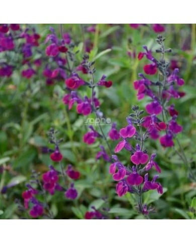 Salvia x jamensis 'Violette de Loire' - fleurs (Sapho)