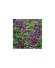 Salvia x jamensis 'Violette de Loire' - fleurs (Sapho)