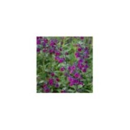 Salvia x jamensis 'Violette de Loire' - fleurs (Sapho)