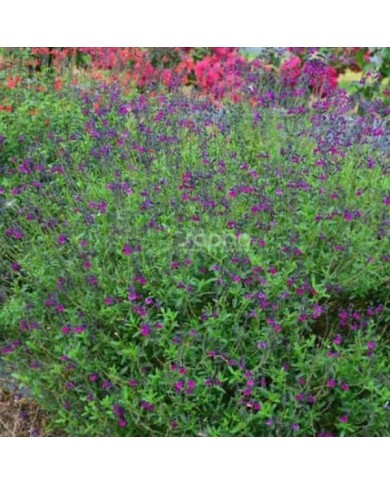Salvia x jamensis 'Violette de Loire' (Sapho)