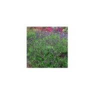 Salvia x jamensis 'Violette de Loire' (Sapho)