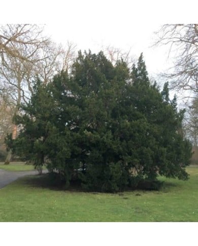 Taxus baccata - If commun (KaiKemmann / wikimedia.org)