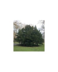 Taxus baccata - If commun (KaiKemmann / wikimedia.org)