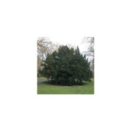 Taxus baccata - If commun (KaiKemmann / wikimedia.org)