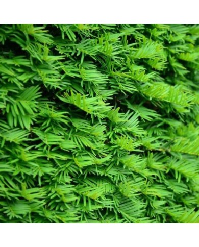 If commun (Taxus baccata) - Détail feuillage (bildlove / Adobe Stock)