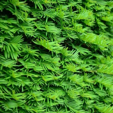 If commun (Taxus baccata) - Détail feuillage (bildlove / Adobe Stock)