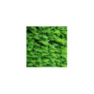 If commun (Taxus baccata) - Détail feuillage (bildlove / Adobe Stock)