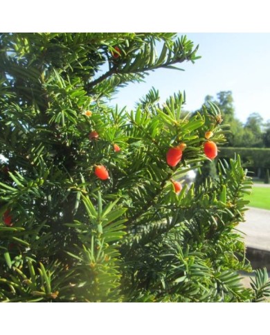 If commun (Taxus baccata) - Feuillage et baies (Andreas Rockstein / flickr.com)