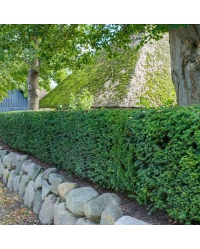 Taxus baccata - If commun - taillés en haie (progarten / Adobe Stock)