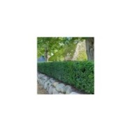 Taxus baccata - If commun - taillés en haie (progarten / Adobe Stock)