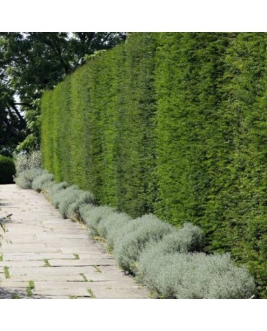 Taxus baccata - If commun - Haie (Yols / Adobe Stock)