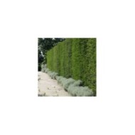 Taxus baccata - If commun - Haie (Yols / Adobe Stock)