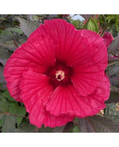 Hibiscus moscheutos Pink Passion (Globe Planter)
