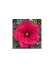 Hibiscus moscheutos Pink Passion (Globe Planter)