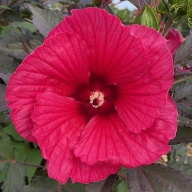 Hibiscus moscheutos Pink Passion (Globe Planter)