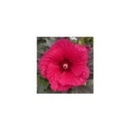 Hibiscus moscheutos Pink Passion (Globe Planter)
