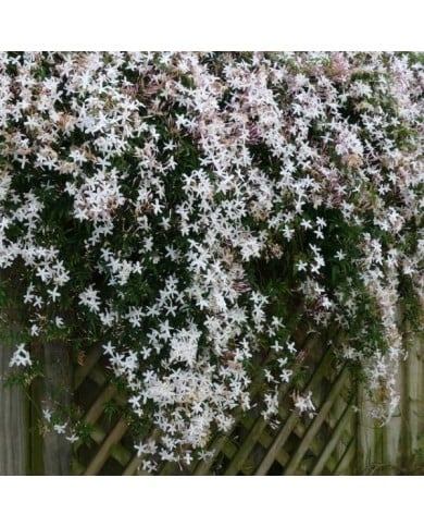 Jasmin blanc officinal