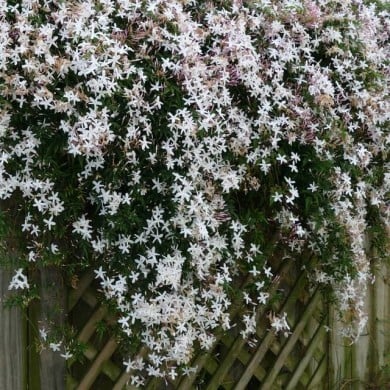 Jasmin blanc officinal