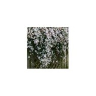 Jasmin blanc officinal