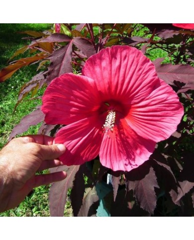 Hibiscus moscheutos Pink Passion (Globe Planter)