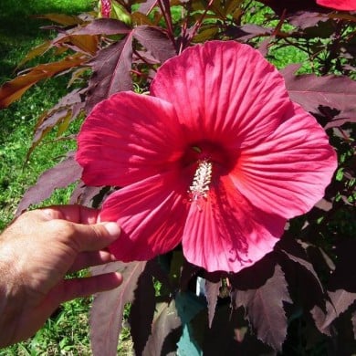 Hibiscus moscheutos Pink Passion (Globe Planter)