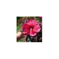 Hibiscus moscheutos Pink Passion (Globe Planter)