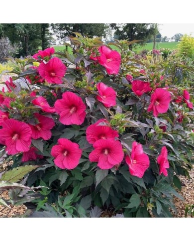 Hibiscus moscheutos Pink Passion (Globe Planter)